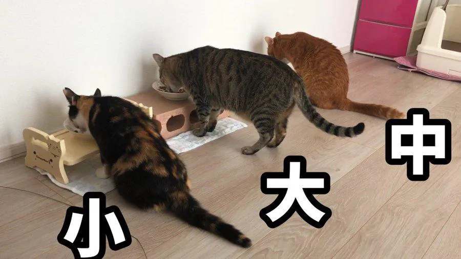 3匹並んでご飯を食べる猫