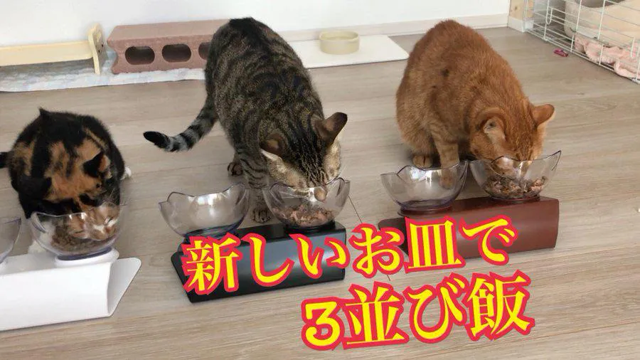 モグモグ…3匹並んでご飯を食べる猫
