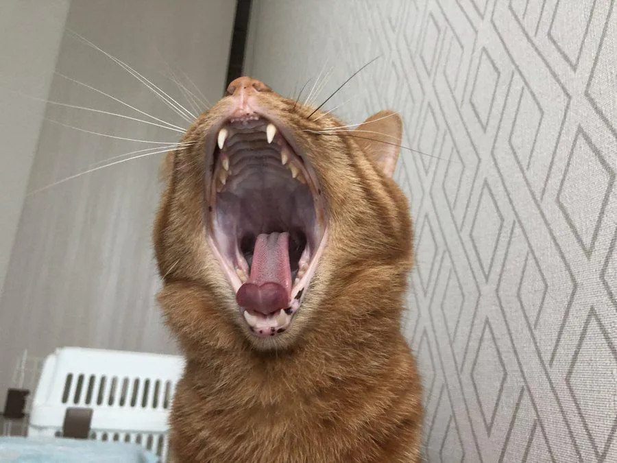 迫力が凄い…！大きなあくびをする猫