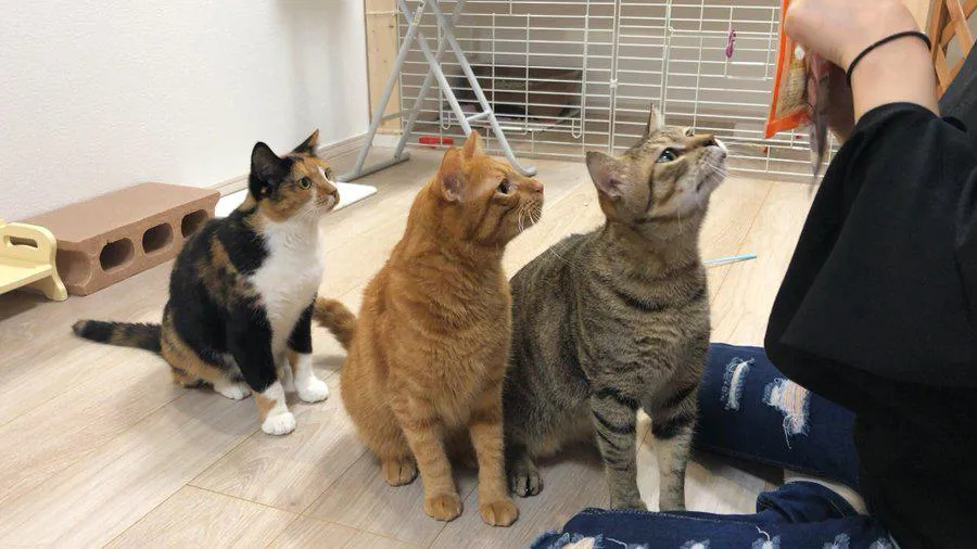 【写真】驚異のシンクロ率…！3匹そろって同じ方向を見つめる猫