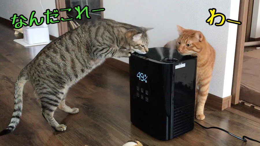 空気清浄機に興味津々の猫