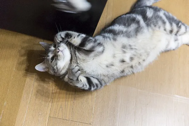 飼い主さんにはおなかも見せちゃう黒豆