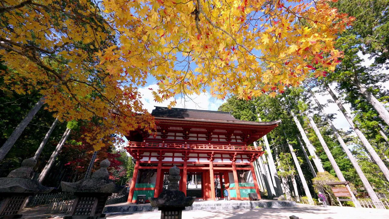 【写真を見る】紅葉の中でも存在感が美しい「根本大塔」