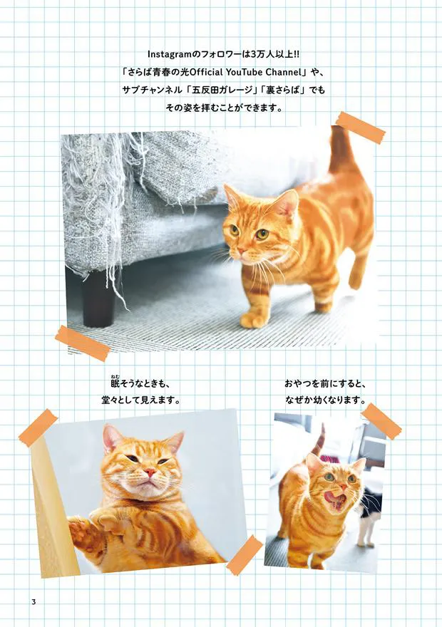 画像・写真 さらば青春の光、“猫写真集”発売に「猫に食わせてもらう