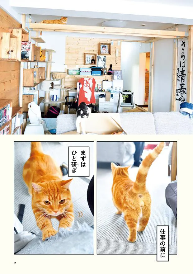 画像・写真 さらば青春の光、“猫写真集”発売に「猫に食わせてもらう