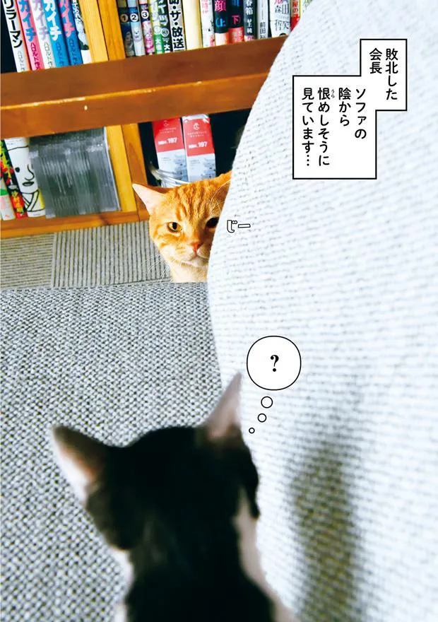 「さらば青春の光の会長はねこである」(星海社)より