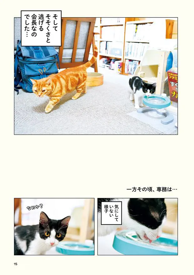 画像・写真 さらば青春の光、“猫写真集”発売に「猫に食わせてもらう