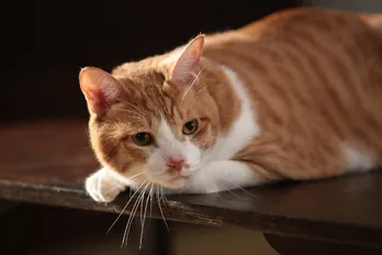 映画「猫忍」の渡辺監督、ネコは『自分の思いを託せる相手』