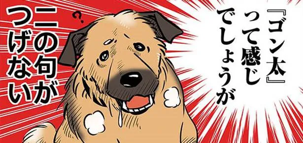 漫画 どこからどうみても ゴン太 ダサかわいい 雑種犬のゴンさんに癒される人続出 雑種犬ゴンさんがダサかわいい 1 Webザテレビジョン