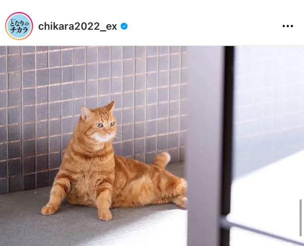 ※画像はとなりのチカラ公式Instagram(chikara2022_ex)より