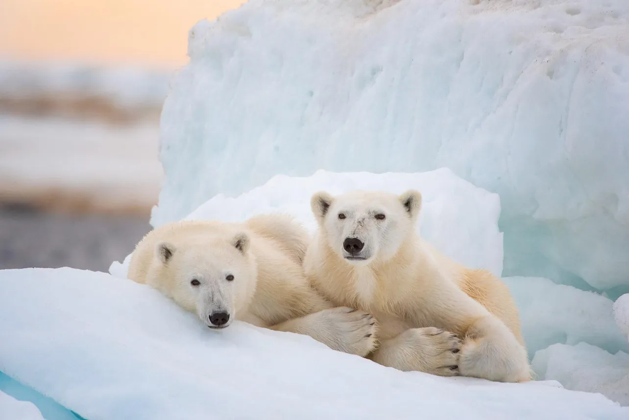 【写真を見る】氷のくぼみでそっと寄り添う…仲睦まじいホッキョクグマの家族