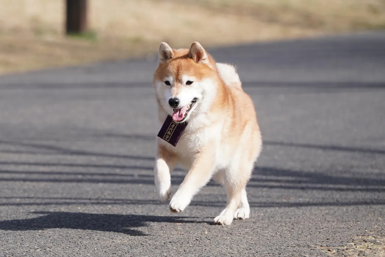 【写真を見る】「かわい過ぎる」と話題！ 難破家の愛犬・松