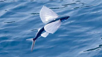 <ダーウィンが来た!>“トビウオの最長飛行”捉えた映像がギネス世界記録認定! 1920年代以来の快挙