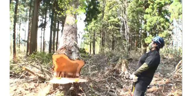 5月25日(水)放送「それって!?実際どうなの課」で元自衛隊芸人・やす子が林業に挑戦