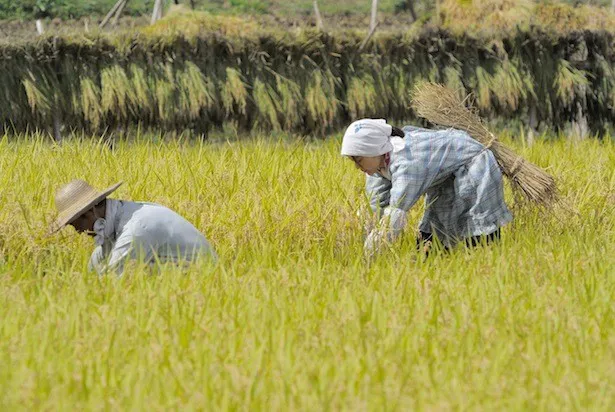 「ひよっこ」の農作業シーンは、茨城県内で地元の人たちの協力のもと撮影された