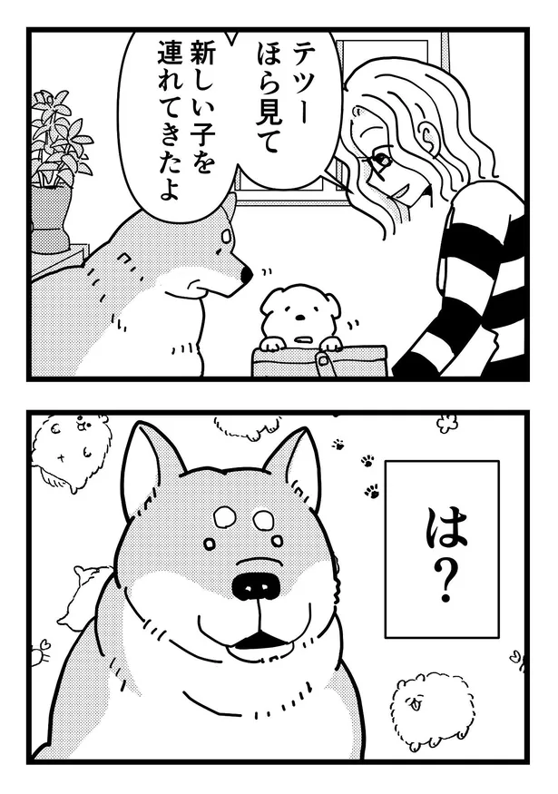 漫画 号泣必至 新入り に嫉妬する先住犬を描いた漫画 予想外の展開に 涙が止まらない と話題 Webザテレビジョン