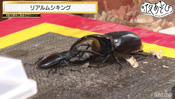 画像 安元洋貴 岡本信彦 カブトムシとクワガタの昆虫バトルで童心に まじで戦ってる 声優と夜あそび 4 5 Webザテレビジョン