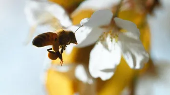 ＜NHKスぺシャル＞“新しい進化の物語”描く大型シリーズ「超・進化論」放送決定