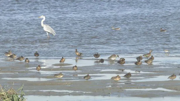 野鳥が集まる藤前干潟 