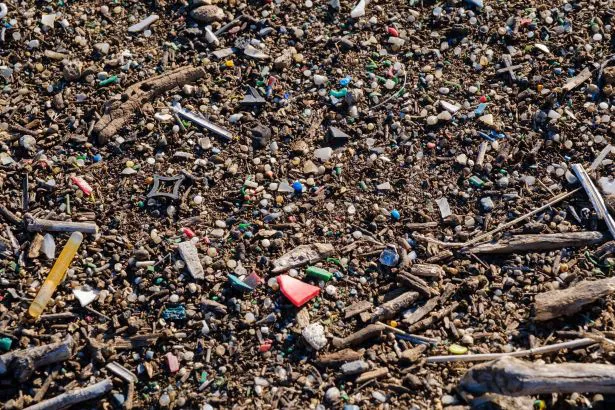 干潟付近に漂着したプラスチックごみ