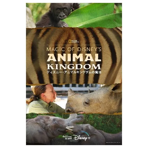 「Magic of Disney’s Animal Kingdom ディズニー・アニマルキングダムの魔法」シーズン2より