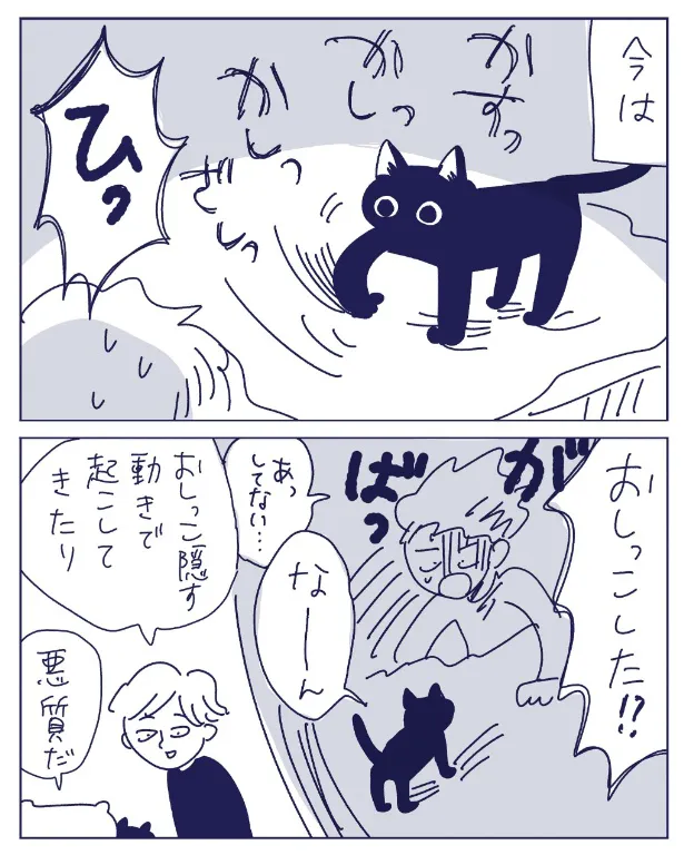 実家の猫(3/5)