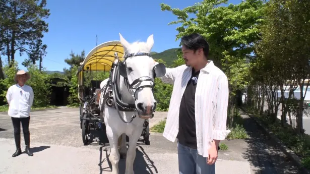 名物の白馬・ユキちゃんに牽かれる観光辻馬車