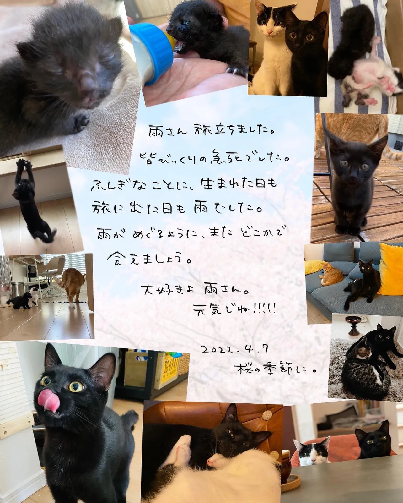 先日1歳と9ヶ月で急死した、飼い猫の雨への追悼漫画です。⑧