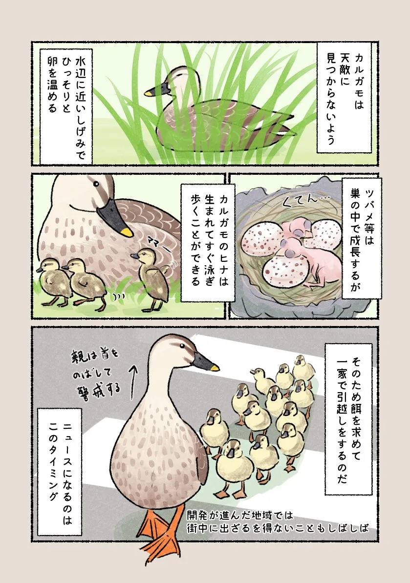 『カルガモの引っ越し』