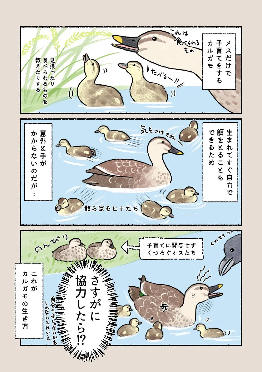 『カルガモの子育て』