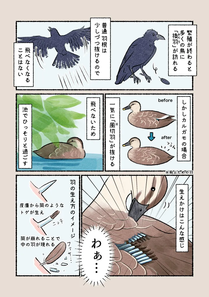 『カルガモの換羽』