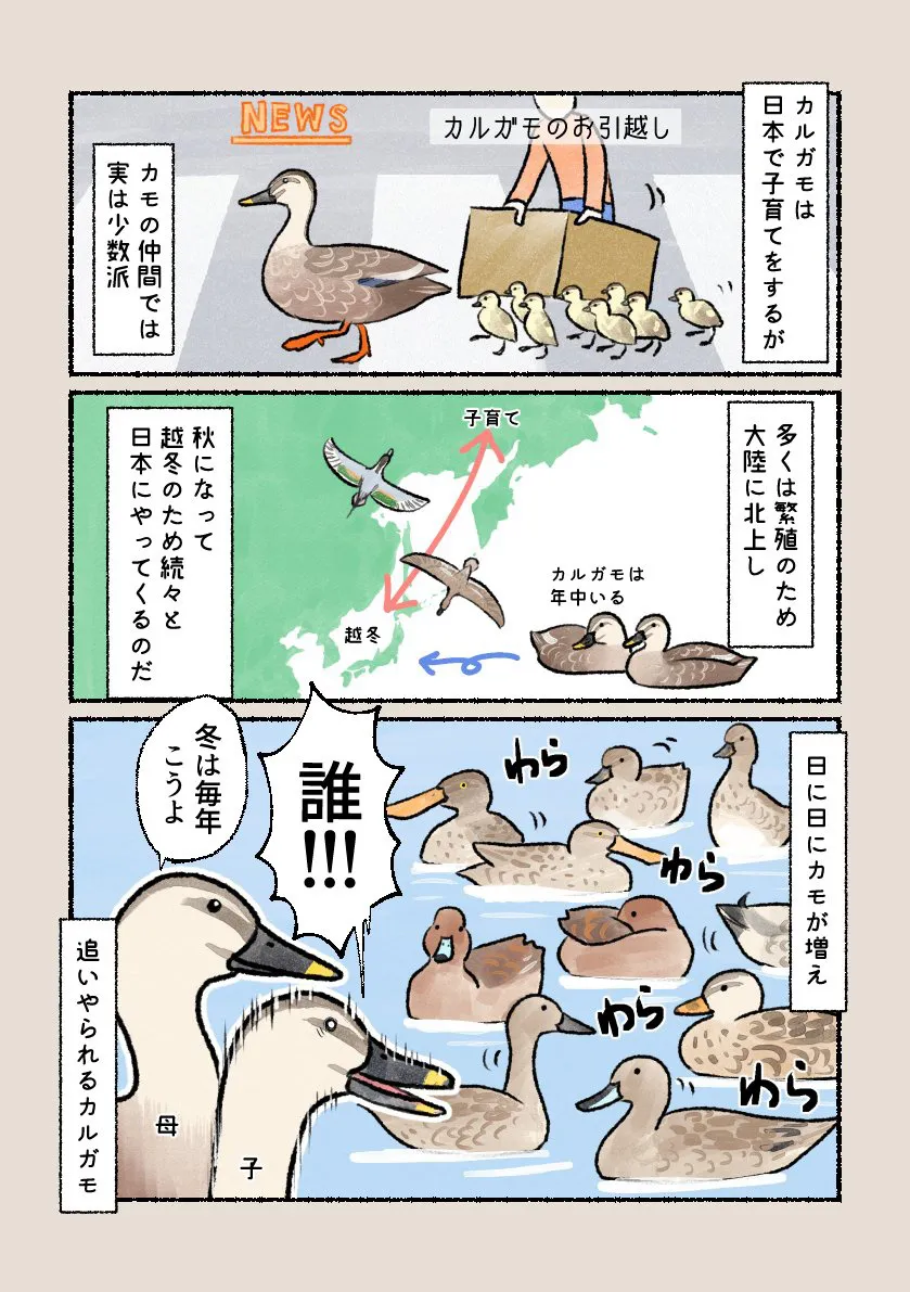 『渡らないカモ』