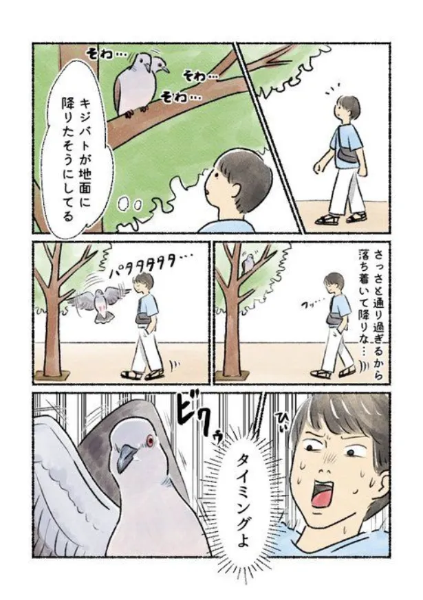 『キジバトは間が悪い』(1/2)