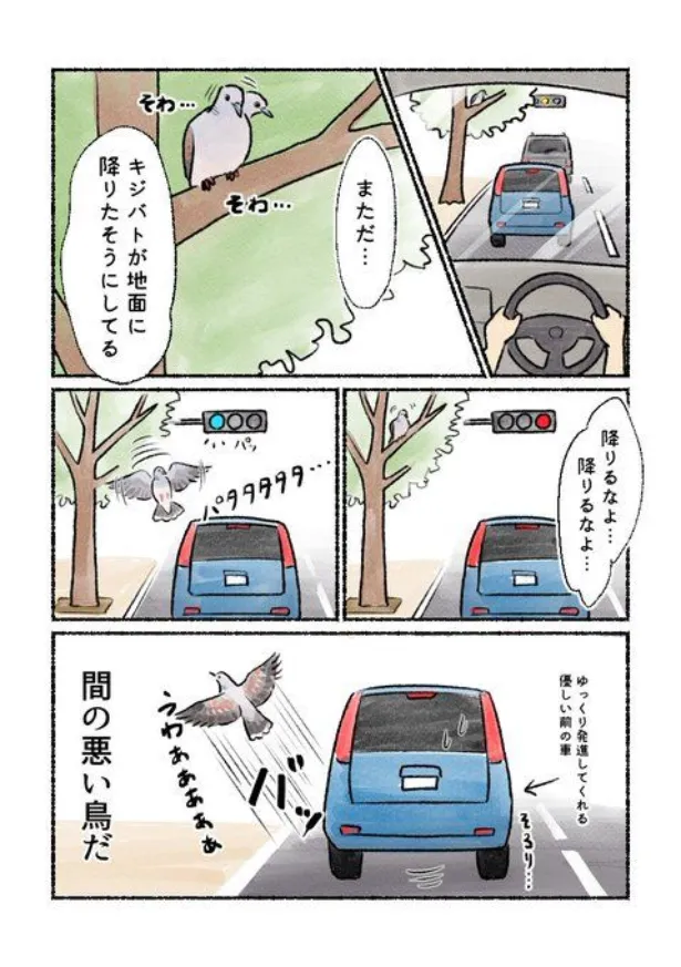 『キジバトは間が悪い』(2/2)