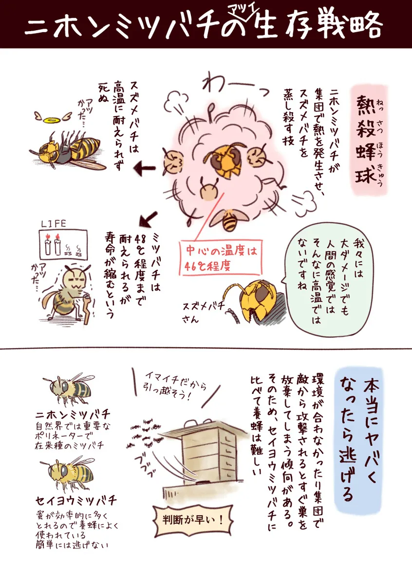 『ミツバチvsスズメバチの熱い戦い』(31/31)