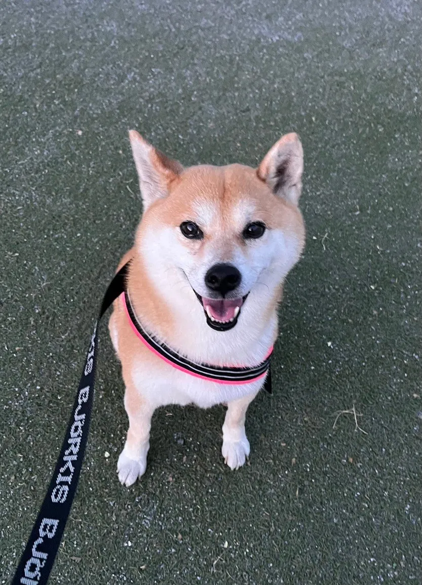 【写真】見ているだけで癒される…散歩を楽しむ六角精児の愛犬・あかりちゃん