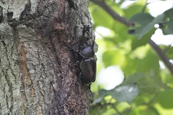 【キンステリポ】Mr.KING、HiHi Jet、東京B少年　キャンプロケの裏側を詳細リポート