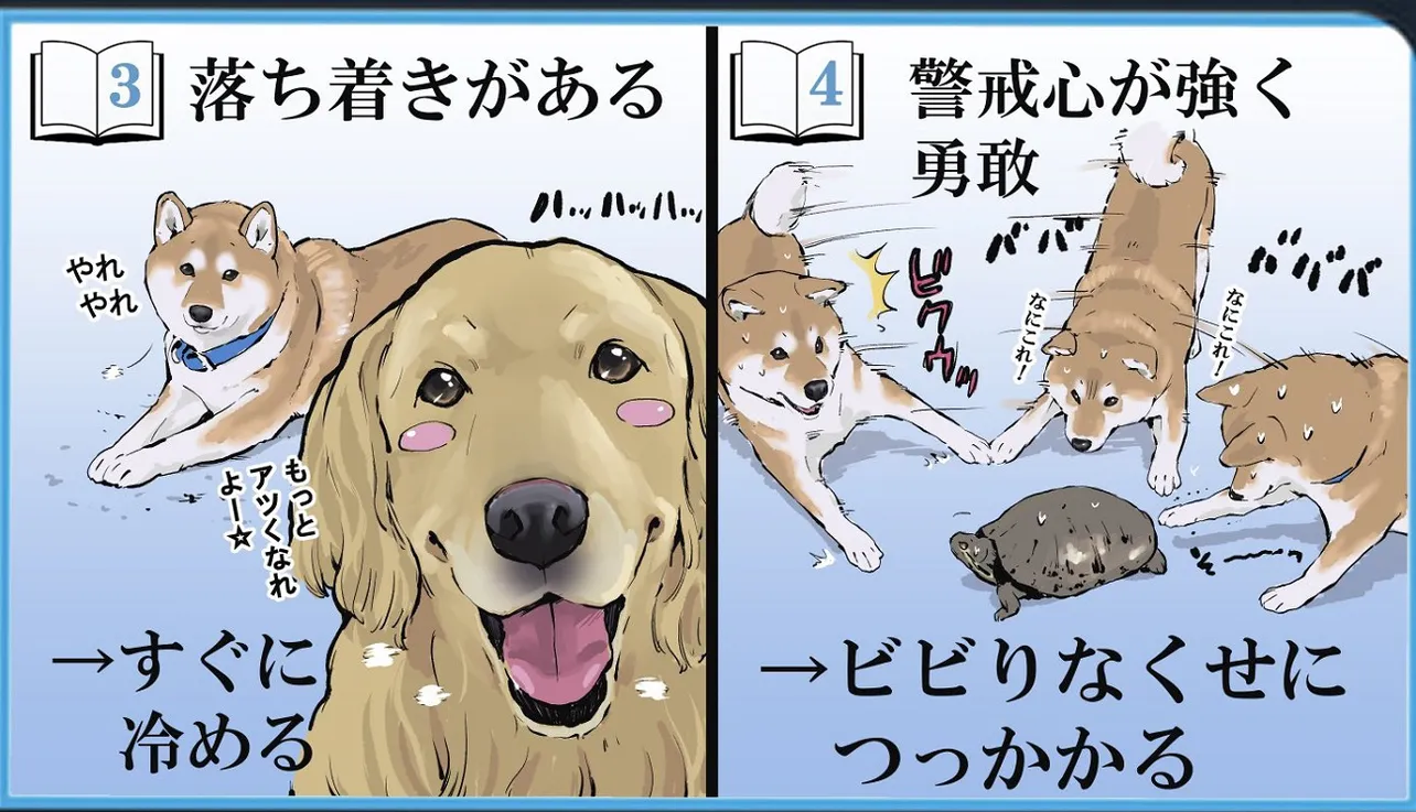 柴犬を実際に飼う前と後とでの認識の補正②