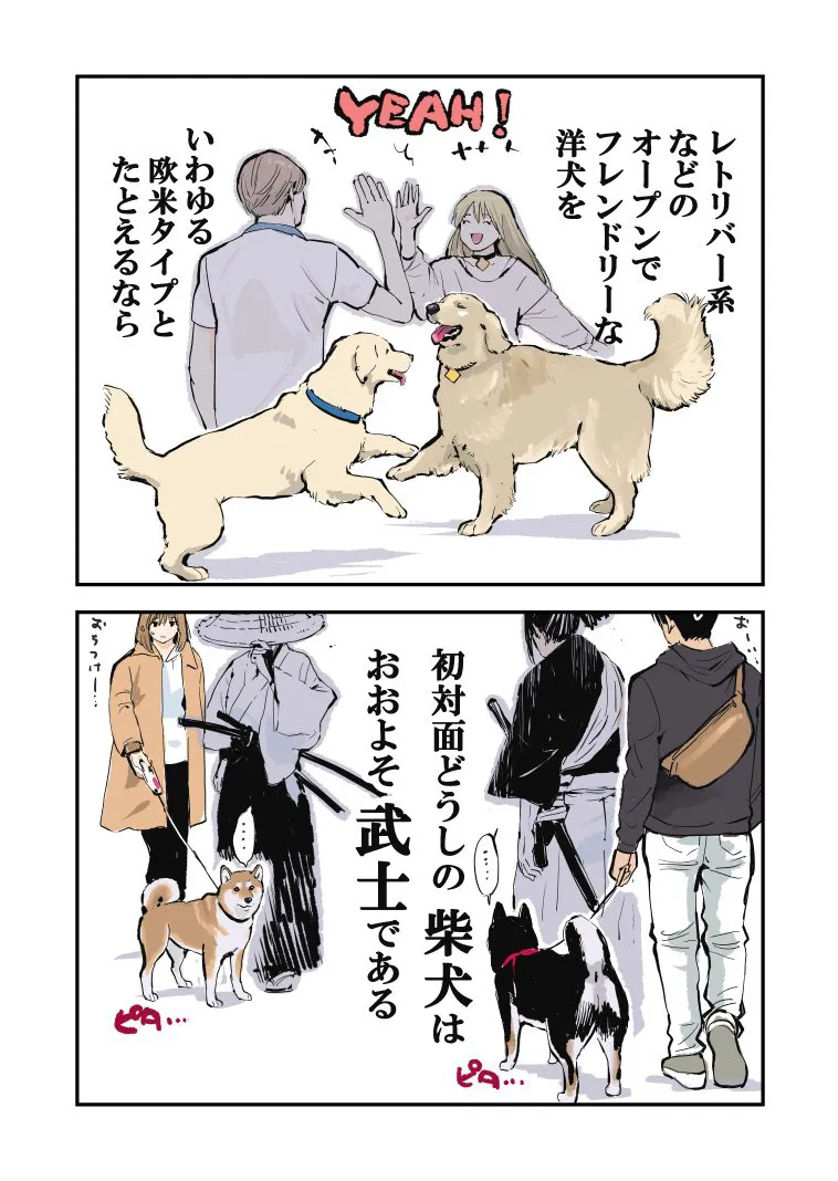 初対面の柴犬どうしが出会うと大体こんなイメージ①