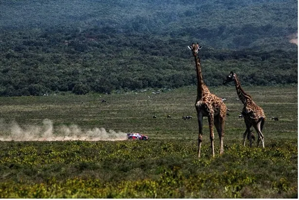 【写真】野生動物のシマウマやキリンとの共演にも注目が集まる「WRC 第3戦 サファリ・ラリー・ケニア大会」