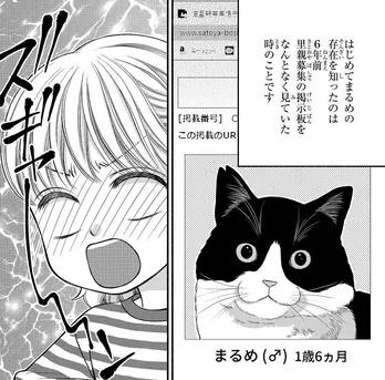 【漫画】”保護猫の里親募集”で一目惚れ…作者夫婦の保護猫奮闘記が「成猫をお迎えすることの醍醐味が詰め込まれてました」と話題に