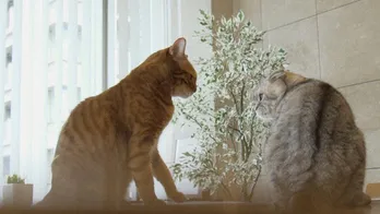 ネコと作家のほほ笑ましい生活を映す「ネコメンタリー」再び