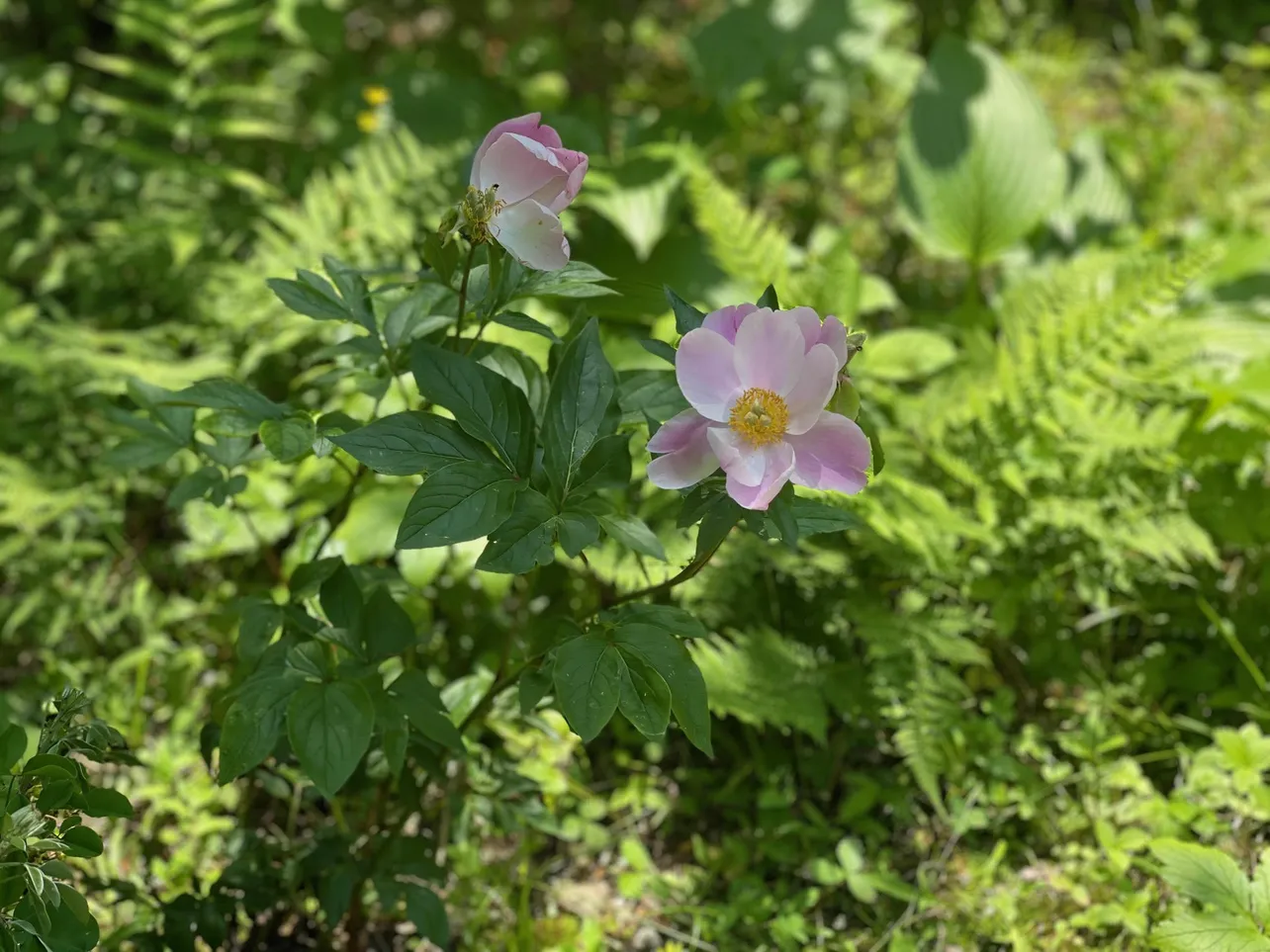 三浦氏の自宅の庭に咲いた芍薬