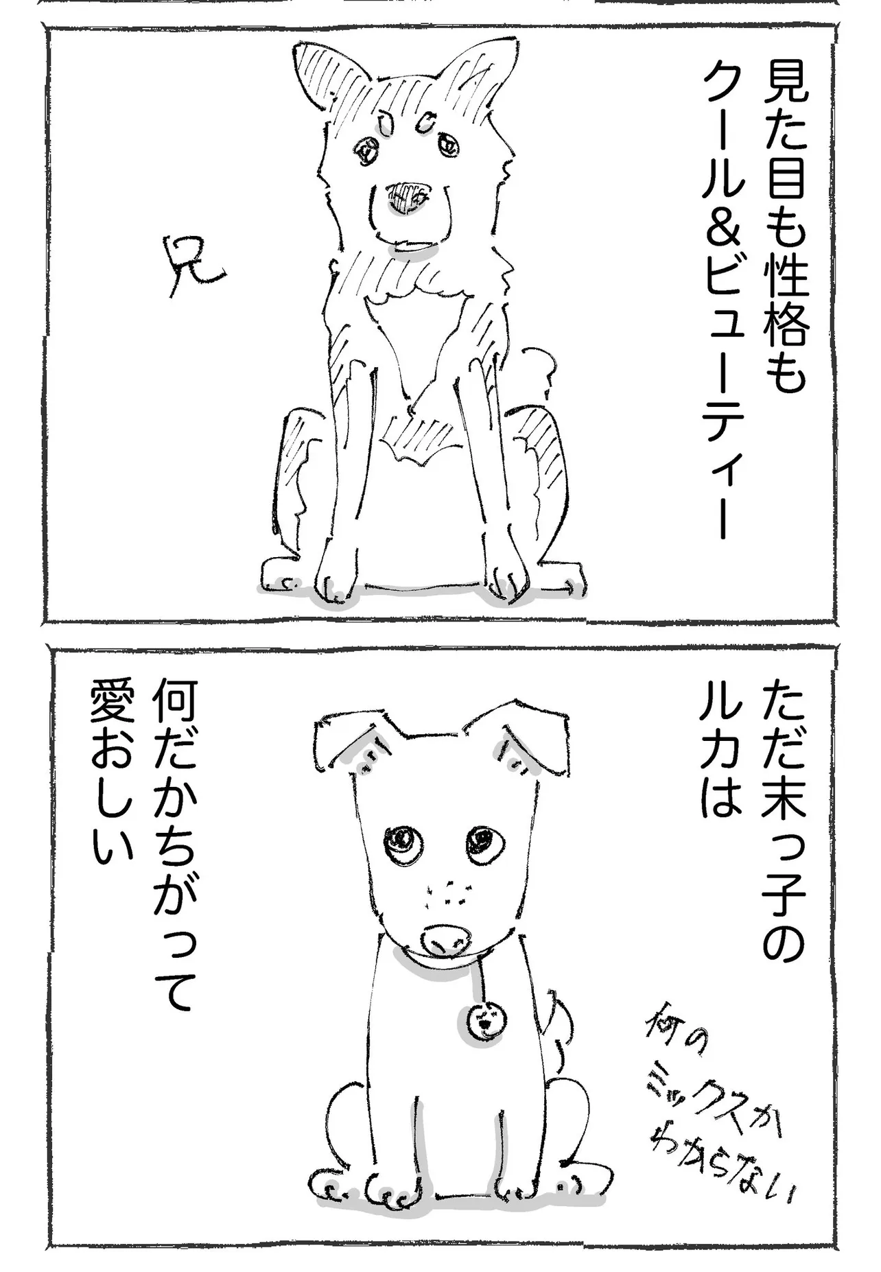 『うちの犬のルカ。』(2／12)