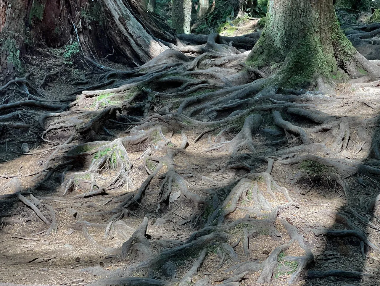 カナダ滞在中に訪れた、逞しく生える森の木々の根