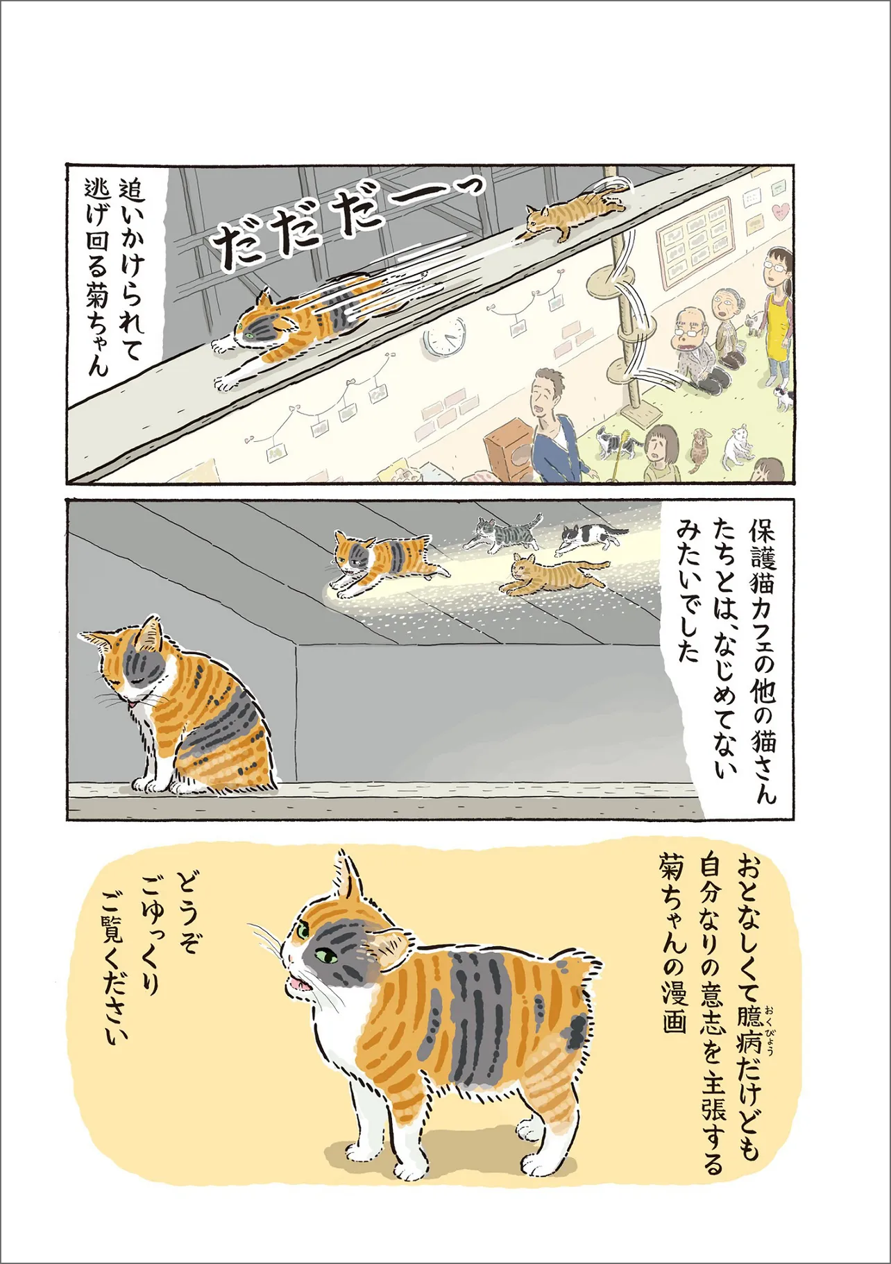 猫の菊ちゃん④