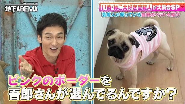 香取慎吾、稲垣吾郎の真飛聖の愛犬へのプレゼントに「人のことを考えられるんだ」＜ななにー 地下ABEMA＞ | WEBザテレビジョン