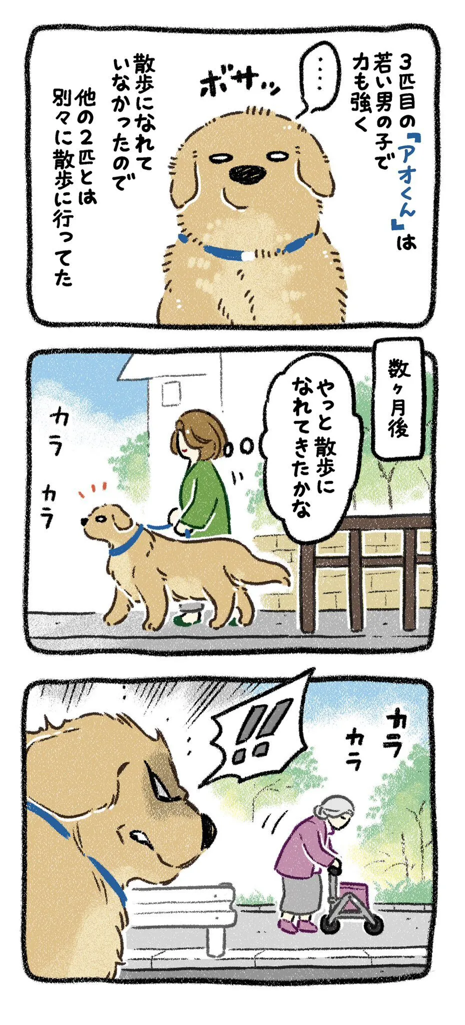 『ドベとノラ　犬が結んだご縁』より『保護犬茶々のお話　ゴールデン×3番外編』(14／24)