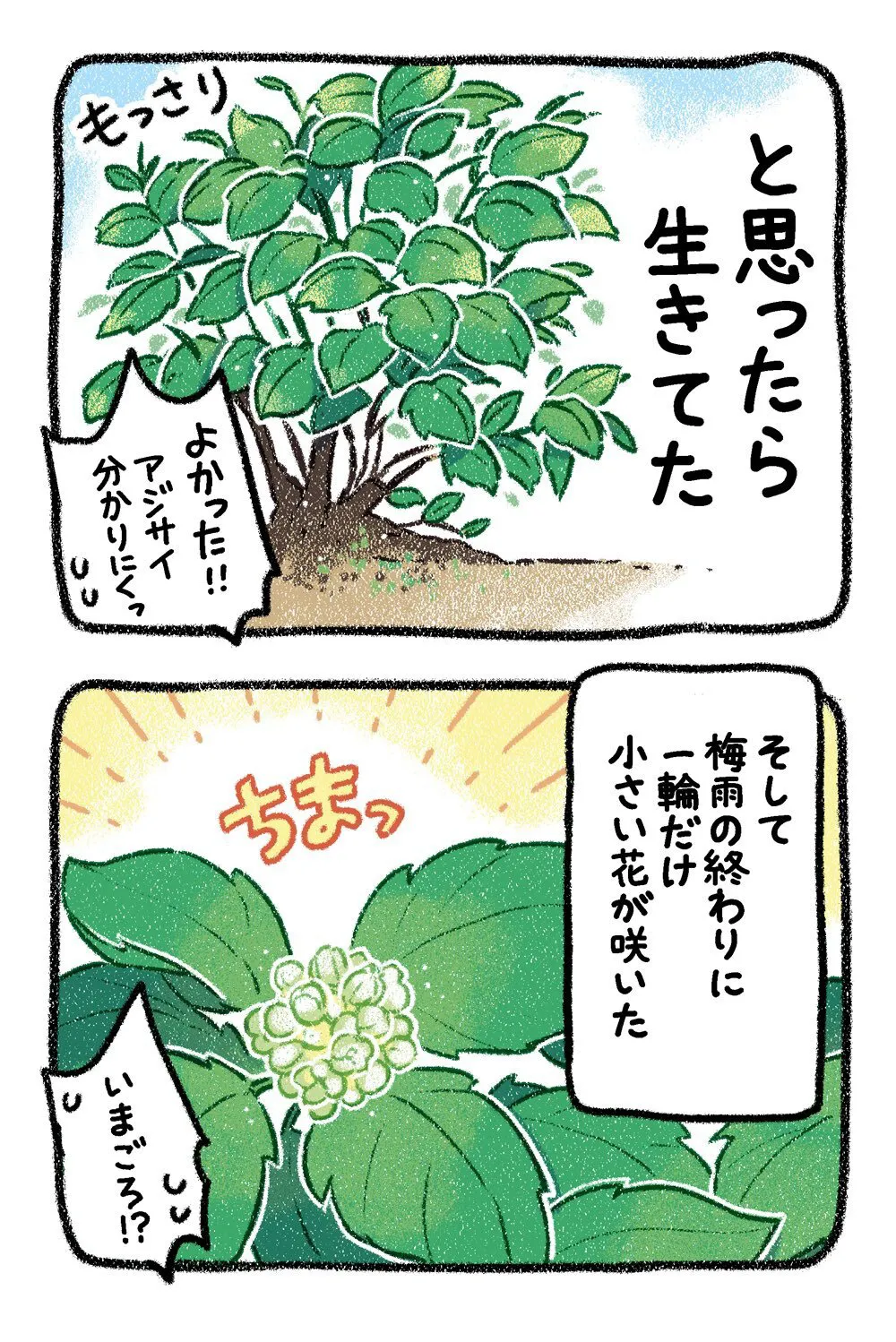 『アジサイ』(3／12)