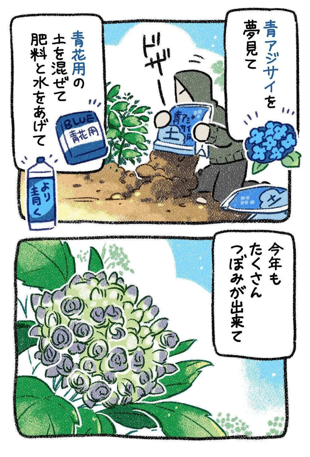 『アジサイ』(5／12)